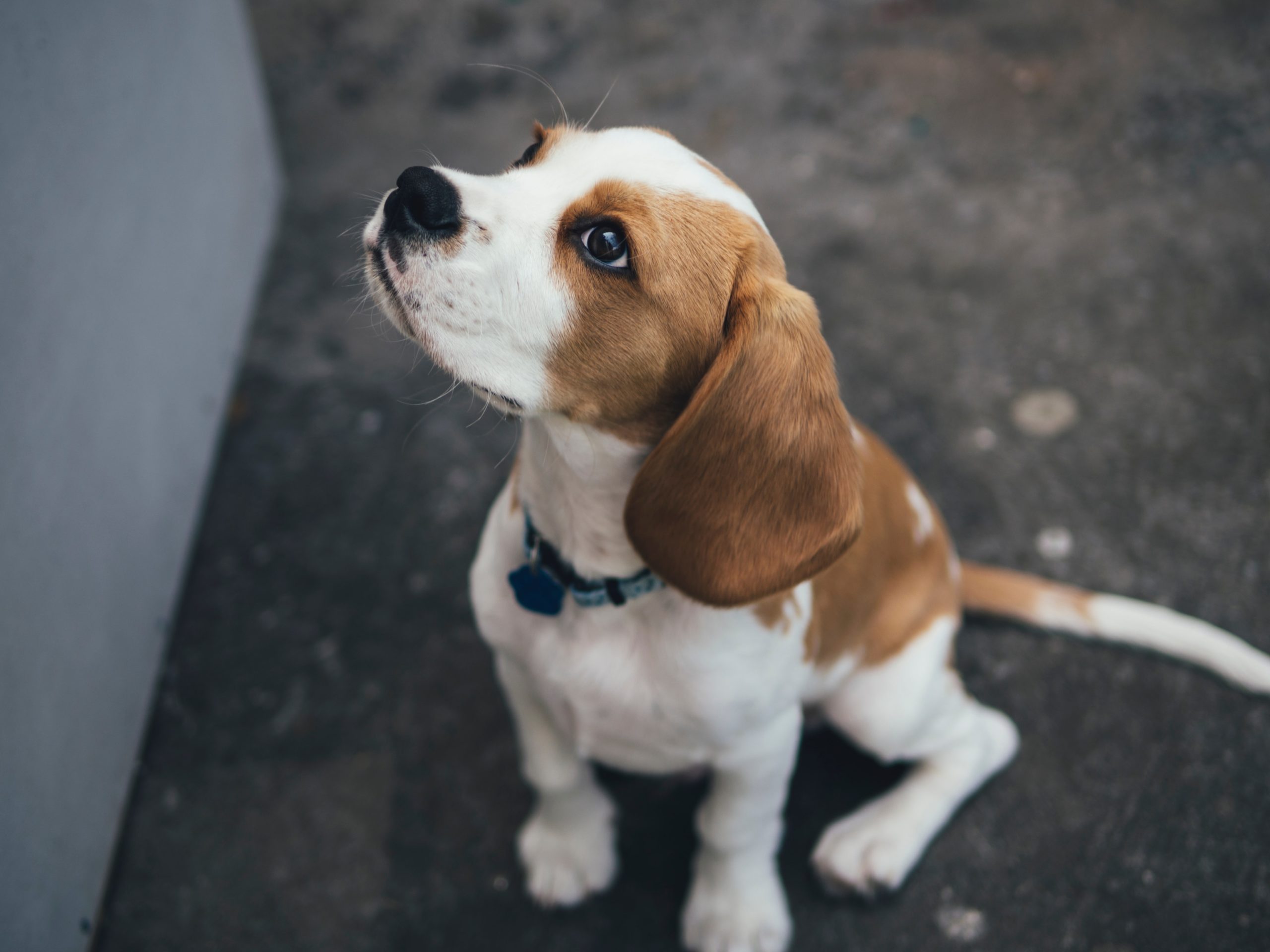 見上げる犬